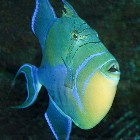 Queen Triggerfish